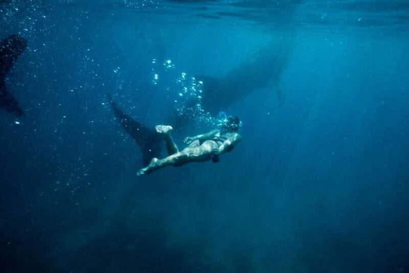 Cebu: Oslob Whale Sharks, Tumalog Falls & Sardine Snorkeling - Who Should Consider This Tour?