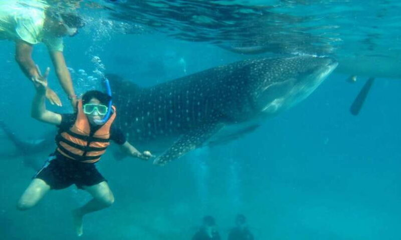 Cebu: Oslob Whale Sharks, Tumalog Falls & Sardine Snorkeling - FAQs