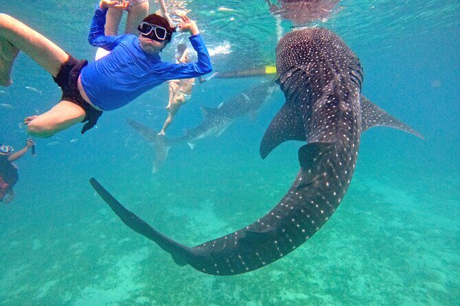 Cebu Oslob Whaleshark and Sumilon Island Full-Day Private Tour - In-Depth Review of the Cebu Oslob Whaleshark and Sumilon Island Tour