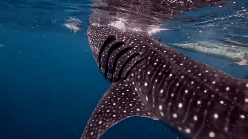 Cebu: Oslob Whaleshark & Canyoneering Group Tour with Lunch - The Sum Up: Is This Tour Right for You?