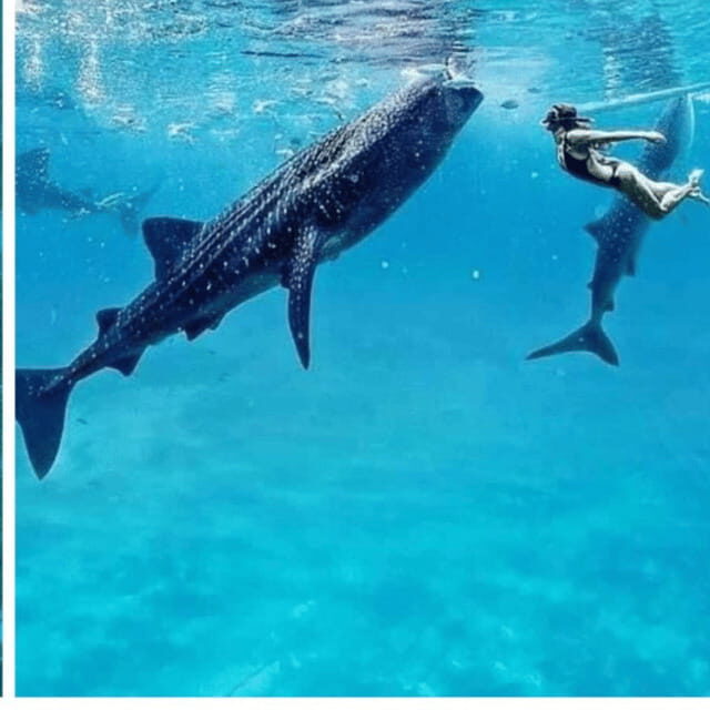 Cebu: Oslob Whaleshark Experience Shared Tour - Key Points