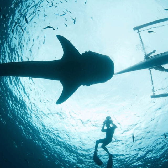 Cebu: Oslob Whaleshark Experience Shared Tour - An In-Depth Look at the Oslob Whaleshark Experience