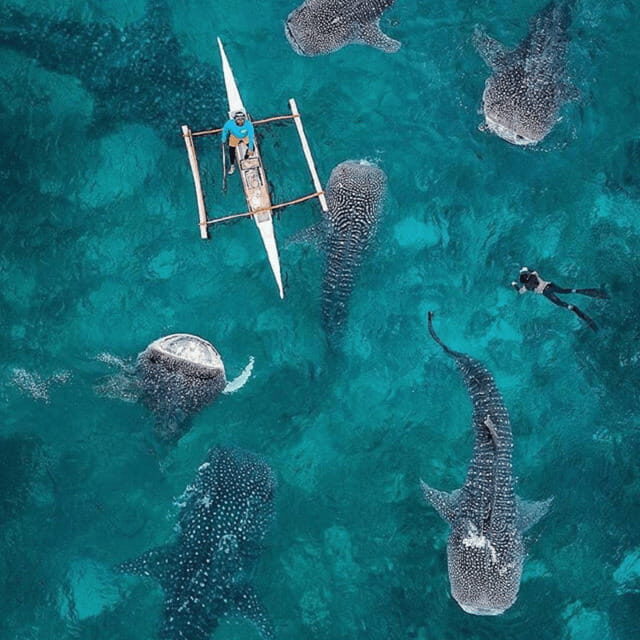 Cebu: Oslob Whaleshark Experience Shared Tour - Who Is This Tour Best Suited For?