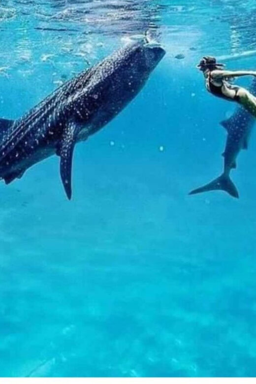Cebu: Oslob Whaleshark Experience Shared Tour - Final Thoughts