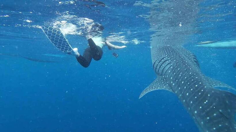 Cebu: Oslob Whaleshark & Sardines Run Snorkeling Day Tour - FAQ