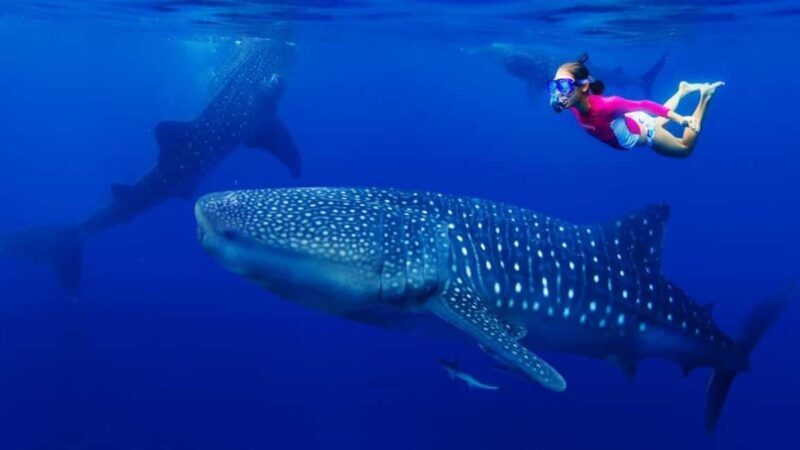 Cebu Oslob Whaleshark, Tumalog Falls&Sumilon Island(Private) - A Deep Dive into this Cebu Tour Experience