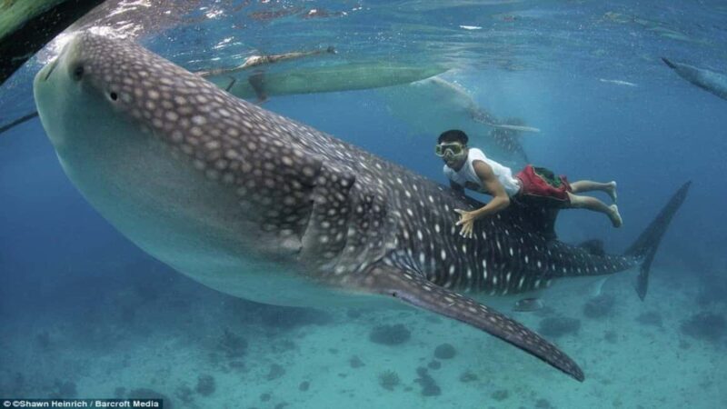 Cebu Oslob Whaleshark, Tumalog Falls&Sumilon Island(Private) - Final Thoughts