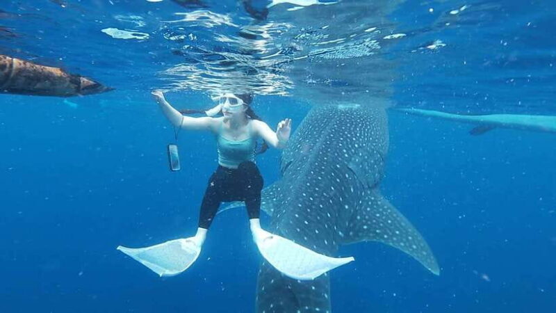 Cebu; Oslob Whaleshark Watching Day Tour - Cebu’s Oslob Whaleshark Watching Day Tour: An Up-Close Encounter with Nature