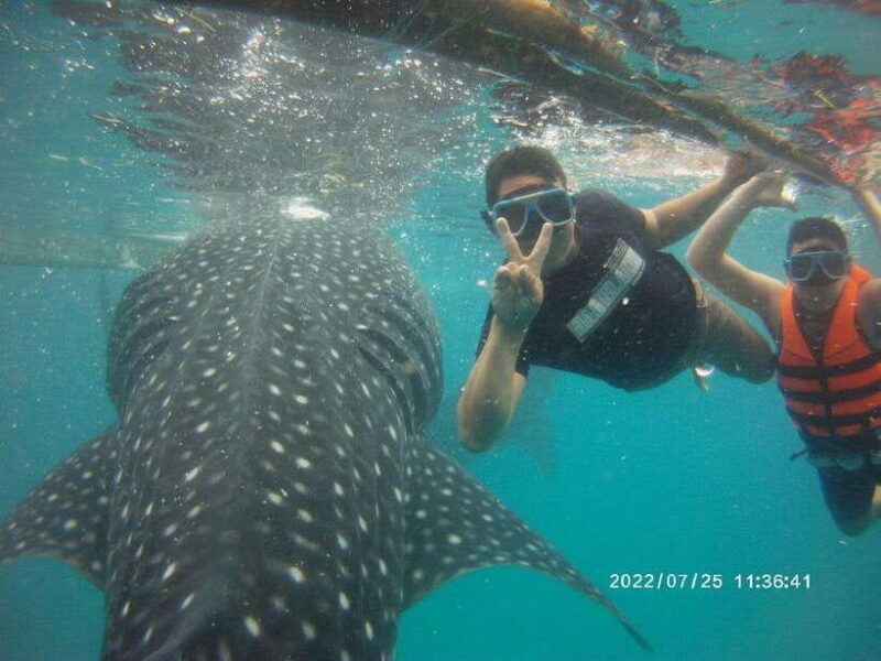 Cebu; Oslob Whaleshark Watching Day Tour - Who Should Consider This Tour?