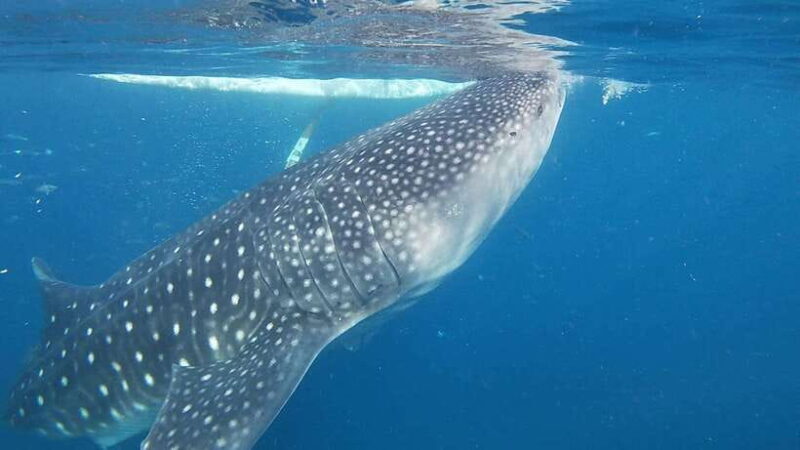 Cebu; Oslob Whaleshark Watching Day Tour - Final Words: Is It Worth It?