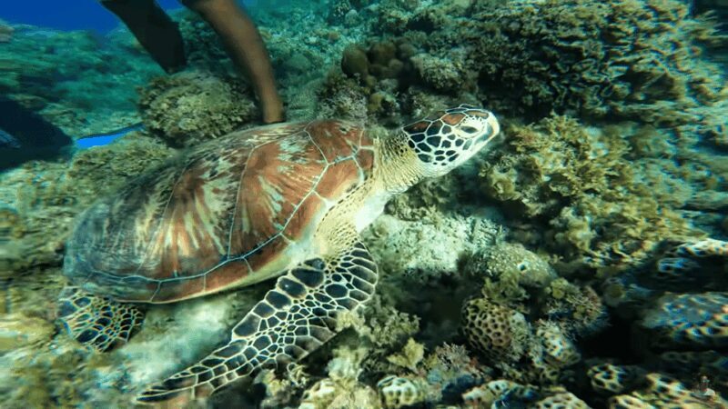 Cebu: Osmeña Peak Hike and Moalboal Snorkeling Escape - Final Thoughts