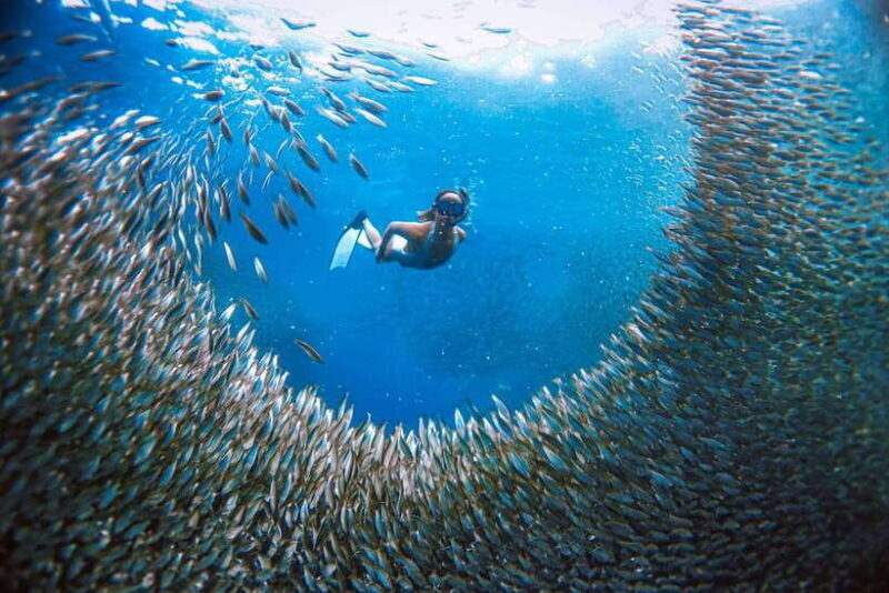 Cebu: Osmeña Peak hike and Sardines Run Snorkel adventure - FAQ