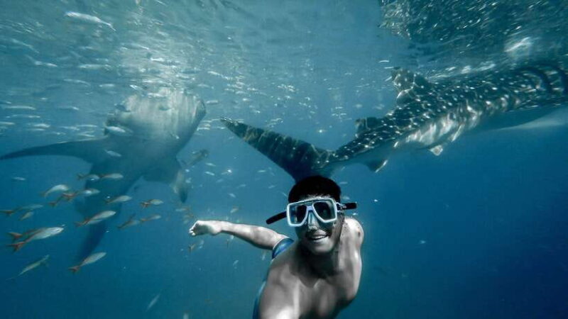 Cebu: Private Sumilon Island & Optional Whale Shark Swim - Exploring the Tour in Detail