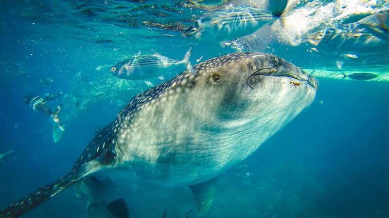 Cebu: Private Sumilon Island & Optional Whale Shark Swim - Who Should Consider This Tour?