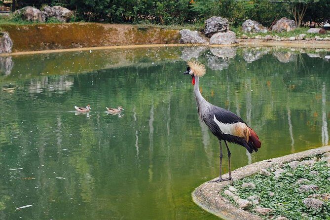 Cebu Safari Day Tour - A Closer Look at the Cebu Safari & Adventure Park