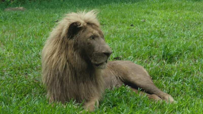 Cebu Safari: Experience Wildlife Up Close - A Detailed Look at Cebu Safari