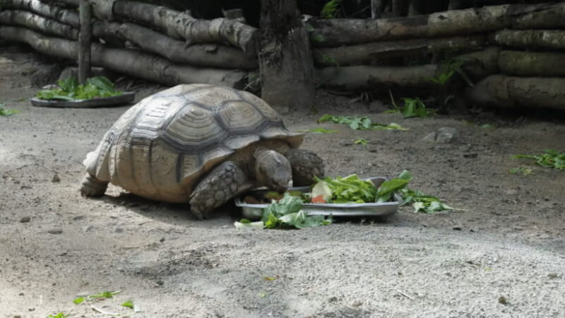 Cebu Safari: Experience Wildlife Up Close - Final Thoughts