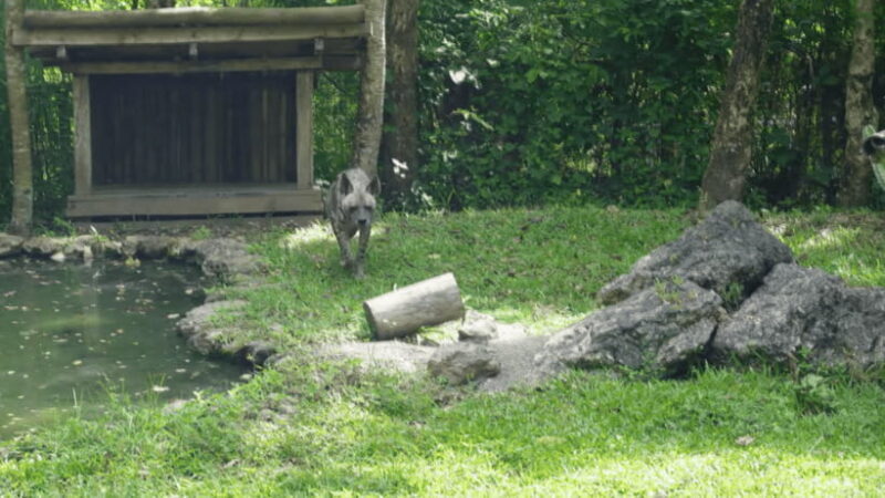 Cebu Safari: Experience Wildlife Up Close - FAQs