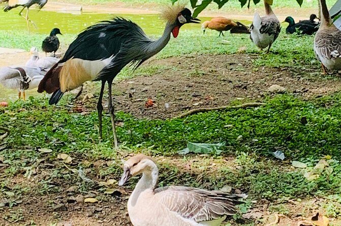 Cebu Safari Journeys - Practical Tips for Making the Most of Your Visit