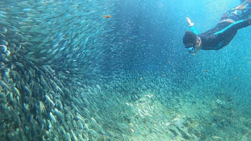 Cebu: Sardine Run Snorkeling, Mantayupan Falls & ATV Thrills - FAQ