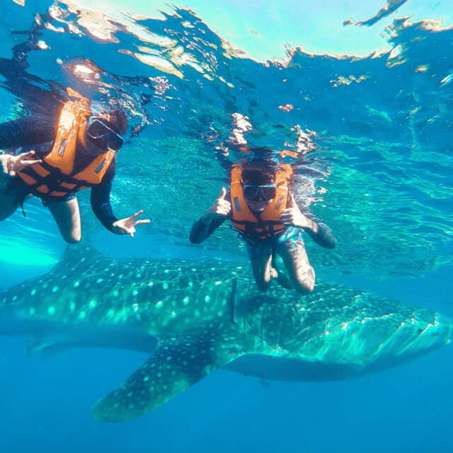 Cebu: Small-Group South Cebu, Oslob and Simala 16-Hour Tour - Who Would Enjoy This Tour?