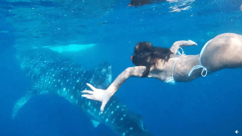 Cebu Ultimate Adventure: Oslob, Inambakan Falls & Moalboal - Who Will Enjoy This Tour?