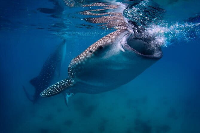 Cebu Ultimate Oslob Whale Shark and Moalboal Turtles Joiner Tour - Exploring Cebus Marine Marvels: The Ultimate Day Trip