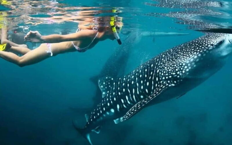 Cebu: Whale Shark, and Sumilon Sandbar and Inambakan Falls - A Practical, Balanced Look at the Tour