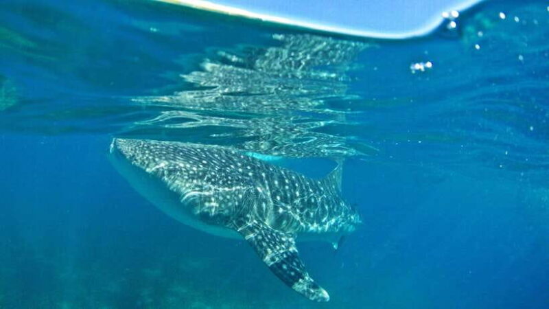 Cebu: Whale Shark Encounter and Kawasan Canyoneering - Exploring Cebu’s South: Whale Sharks and Kawasan Falls in One Day