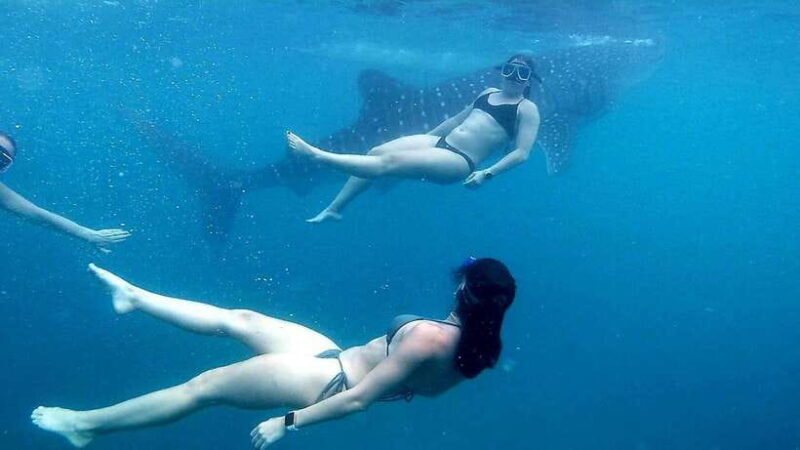 Cebu: Whale Shark, Inambakan Falls & Moalboal Sardine Tour - Who Would Love This Tour?