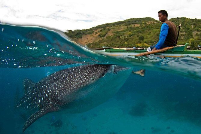 Cebu Whale Shark Interaction, Moalboal Sea Turtles, Sardines Run & Canyoneering - The Complete Experience: A Detailed Look
