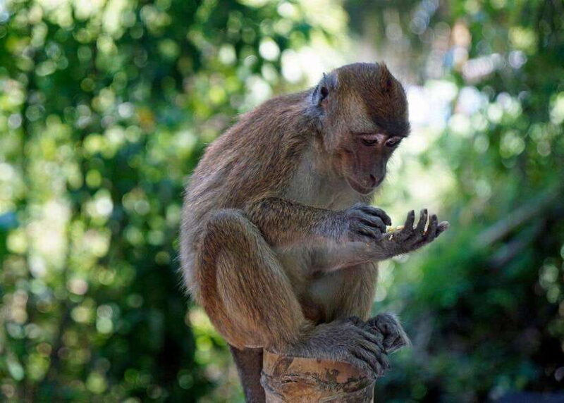 Cebu: Whale Shark, Monkey Sanctuary, & Moalboal Turtles Tour - Cebu: Whale Shark, Monkey Sanctuary, & Moalboal Turtles Tour