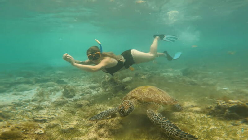 Cebu: Whale Shark Oslob and Moalboal Snorkeling Adventure - What’s This Tour All About?