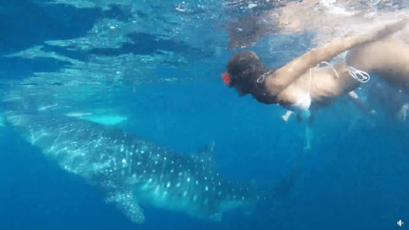 Cebu: Whale Shark Oslob and Moalboal Snorkeling Adventure - The Itinerary: How the Day Unfolds
