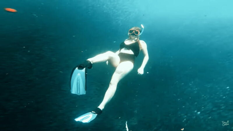 Cebu: Whale Shark Oslob and Moalboal Snorkeling Adventure - What’s Included and What’s Not