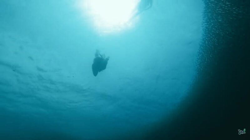 Cebu: Whale Shark Oslob and Moalboal Snorkeling Adventure - Authentic Experiences and Real Feedback