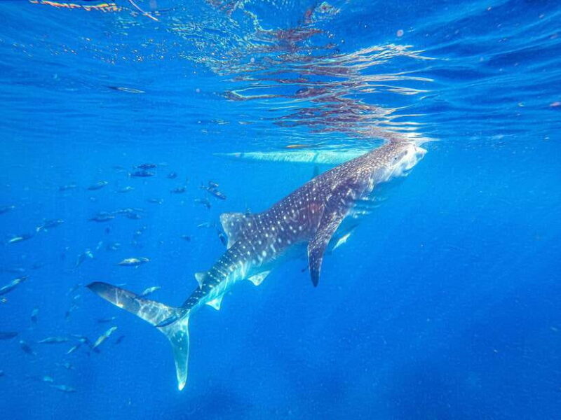 Cebu: Whale Shark Snorkeling & Kawasan Canyoning Tour - Key Points