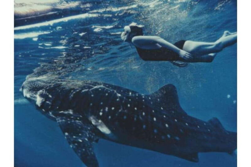 Cebu: Whale Shark Swim and Kawasan Canyoneering Group Tour - A Deep Dive into the Cebu Whale Shark and Canyoneering Tour