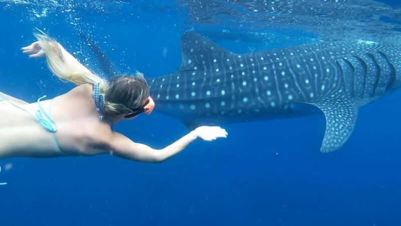 Cebu: Whale Shark Swim and Kawasan Canyoneering Tour - Cebu: Whale Shark Swim and Kawasan Canyoneering Tour