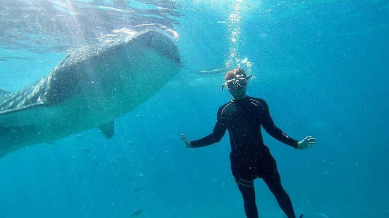 Cebu: Whale Shark Swim and Kawasan Canyoneering Tour - Authentic Reviews and Perspectives