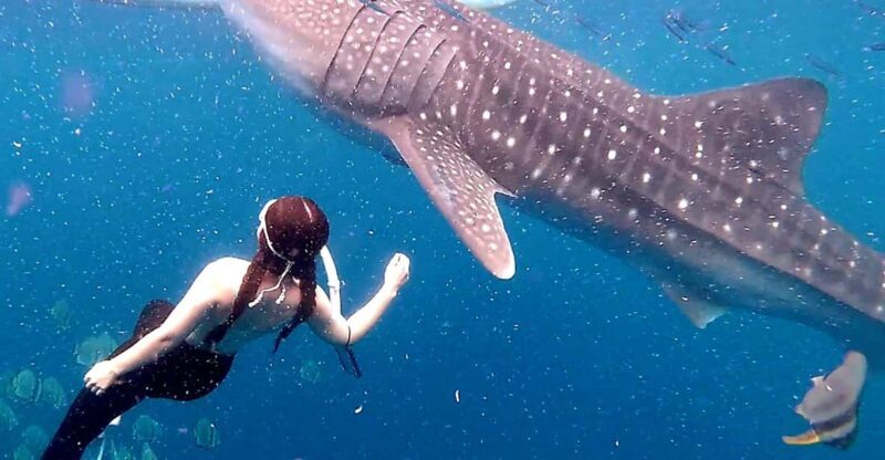 Cebu: Whale Shark Swim and Kawasan Canyoneering Tour - Frequently Asked Questions