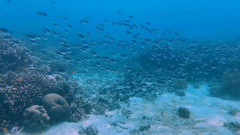 Cebu: Whale Shark Swim, Kawasan Falls & Moalboal Sardine Run - Who Should Consider This Tour?