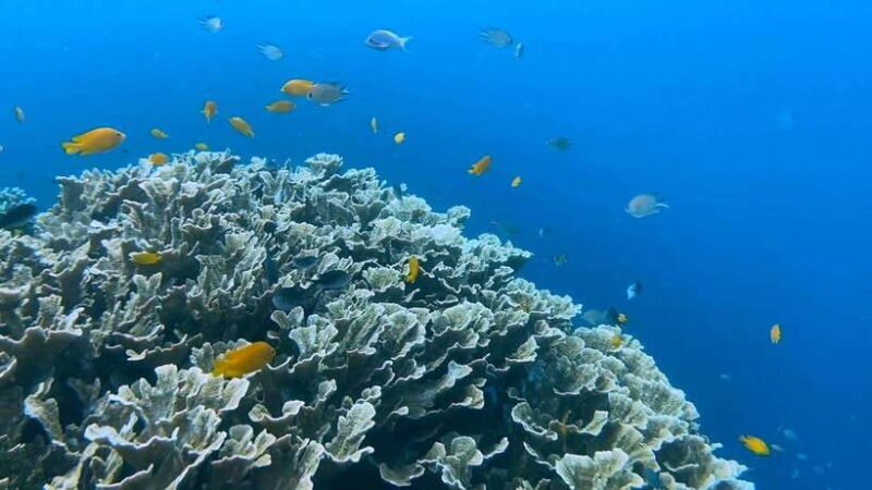 Cebu: Whale Shark Swim, Kawasan Falls & Moalboal Sardine Run - FAQ