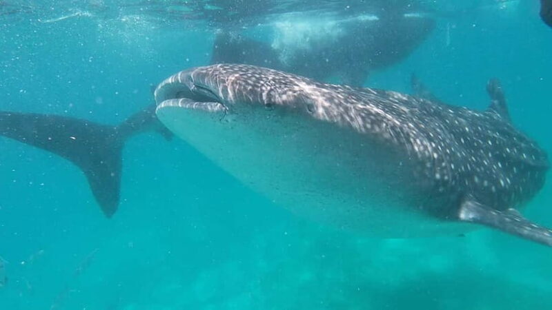 Cebu: Whale Shark Swim, Kawasan Falls & Sardine Run - Authentic Experiences and Authenticity