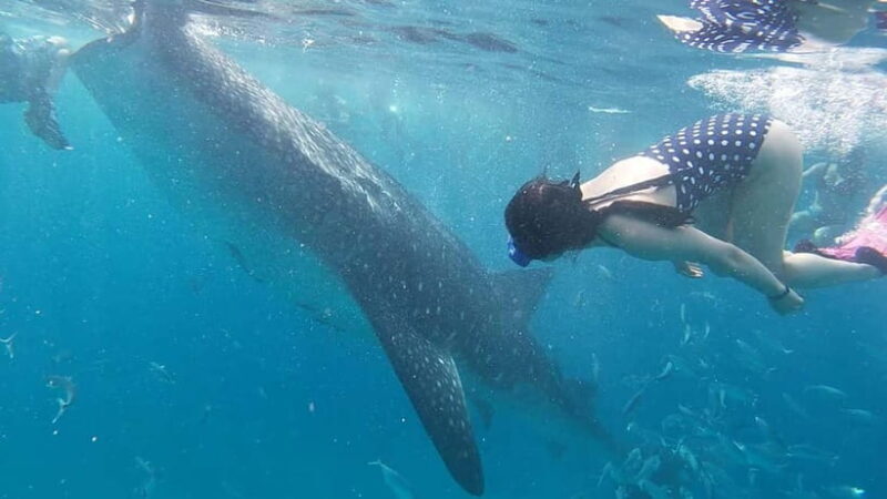 Cebu: Whale Shark Swim, Kawasan Falls & Sardine Run - FAQ
