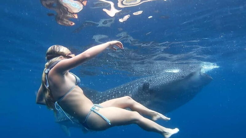 Cebu: Whale Shark Swimming & Inambakan Falls Adventure - Key Points