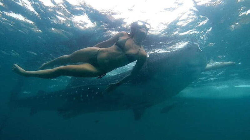 Cebu: Whale Shark Swimming & Inambakan Falls Adventure - Frequently Asked Questions