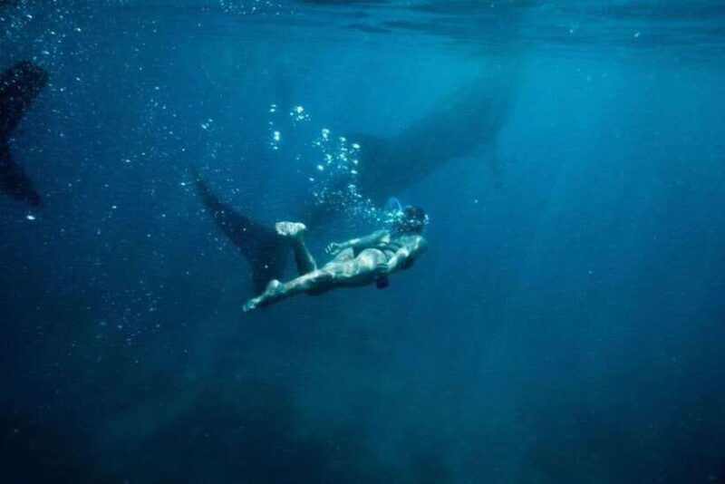 Cebu Whale Shark Swimming & Kawasan Canyoneering Group Tour - Key Points