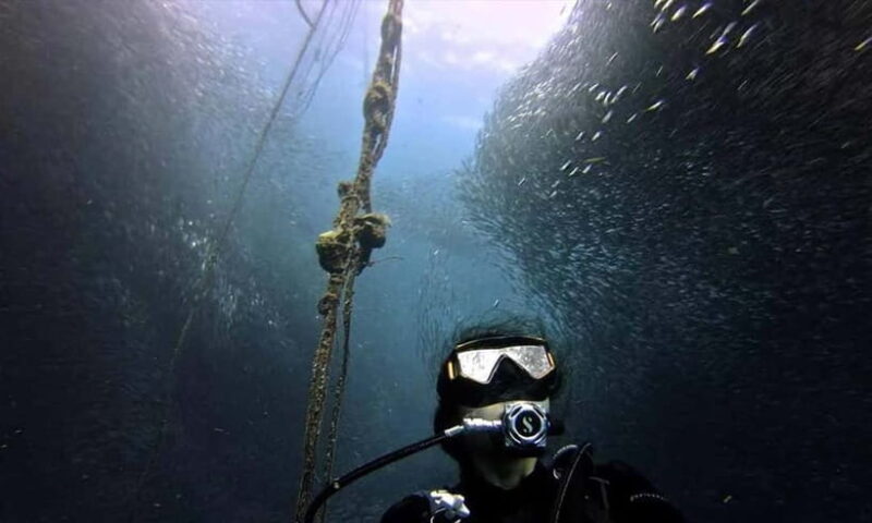 Cebu: Whale Shark, Tumalog, Sumilon, and Moalboal Tour - Key Points