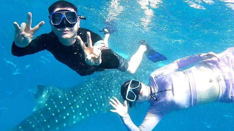 Cebu: Whale Shark, Tumalog Waterfall, and Moalboal Tour - Key Points